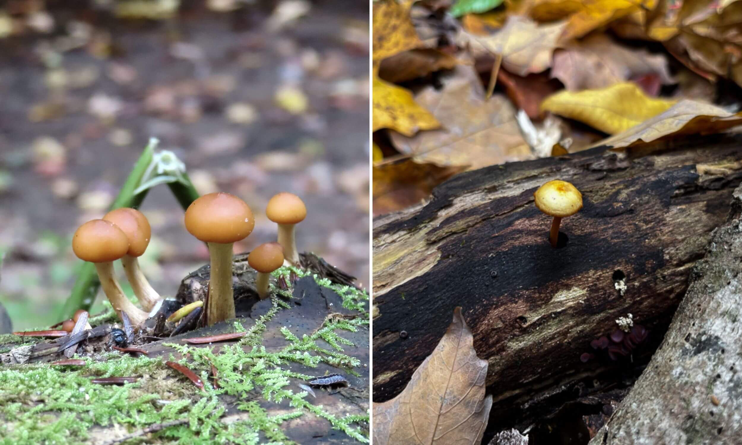 mushrooms turkey run state park