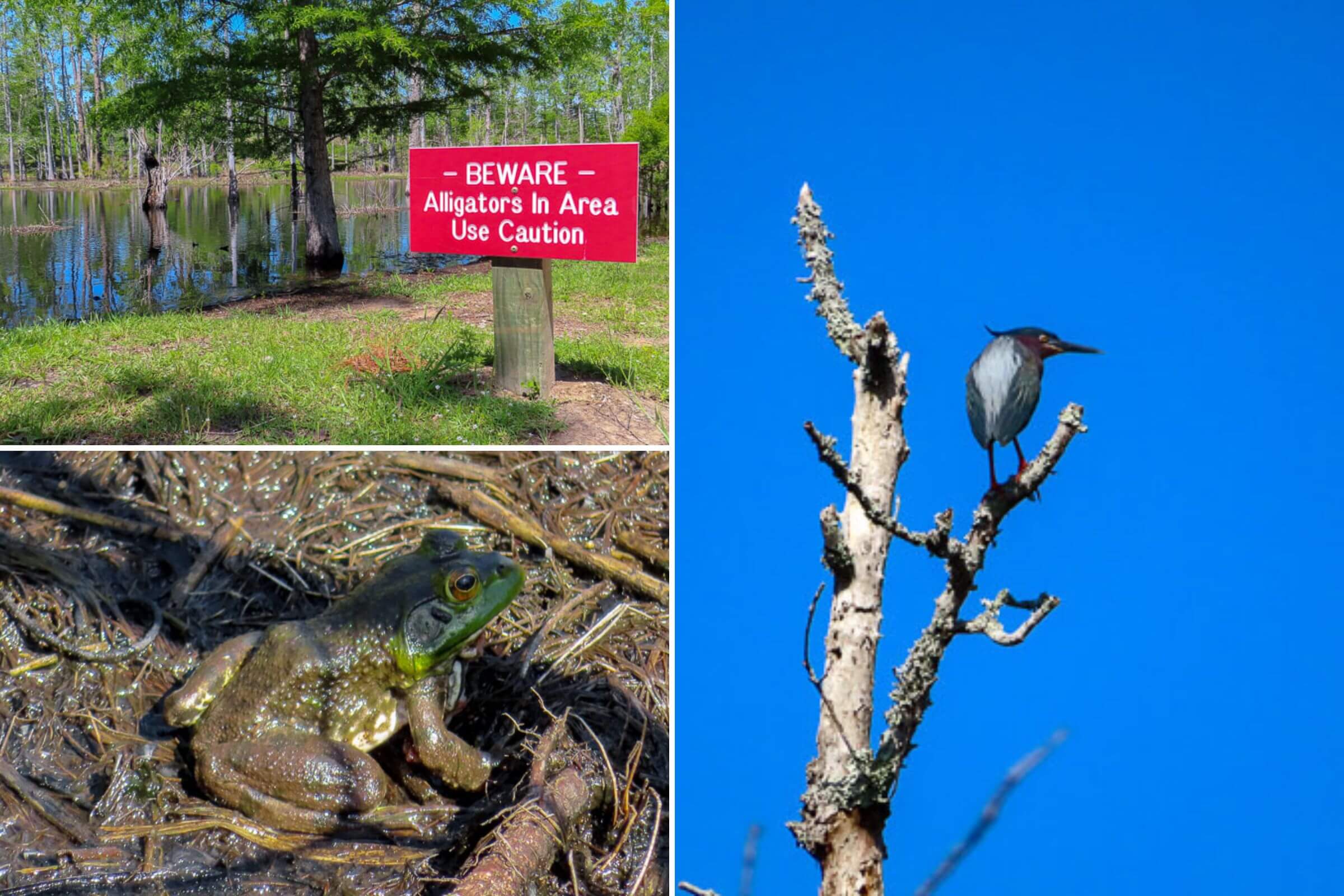 louisiana state parks