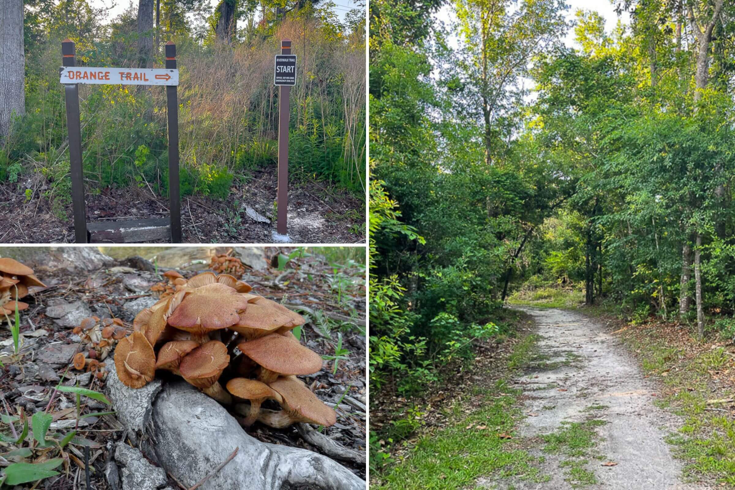 orange trail hiking at sam houston jones state park