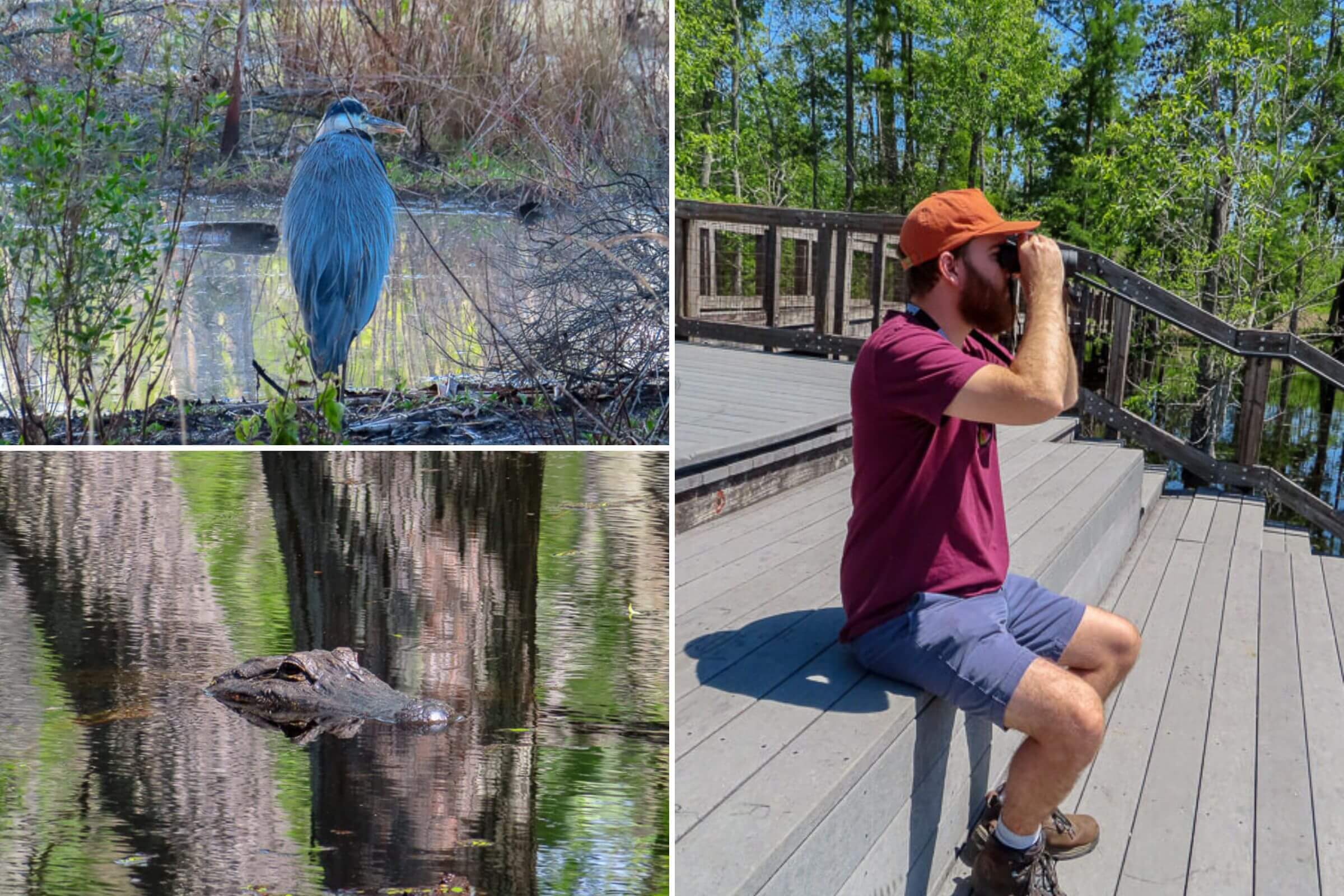 wildlife at sam houston jones state park louisiana