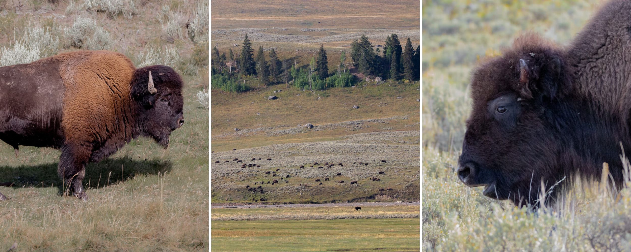 Bison in Lamar Valley