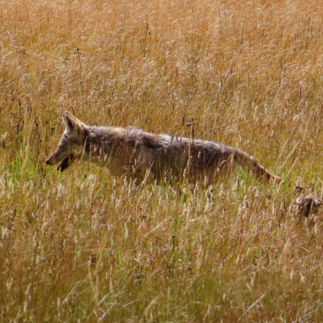 Coyote in Yellowstone