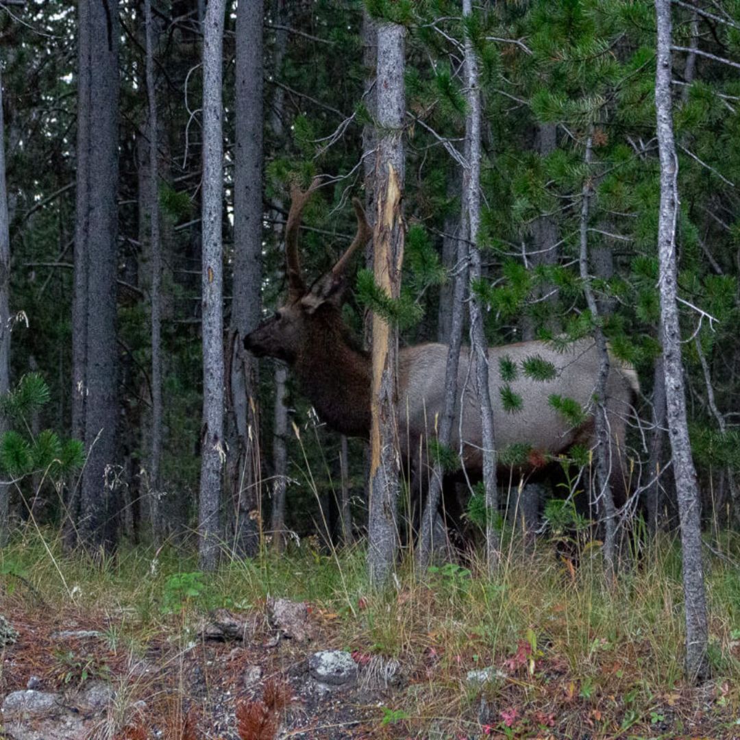 Male Elk in Yellowstone