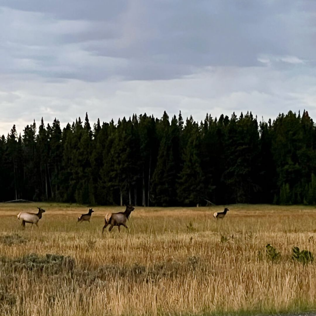 Elk in Yellowstone