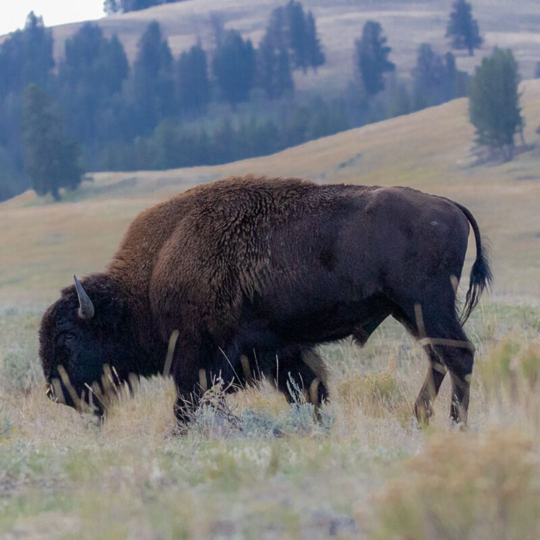 Grazing Bison in Yellowstone