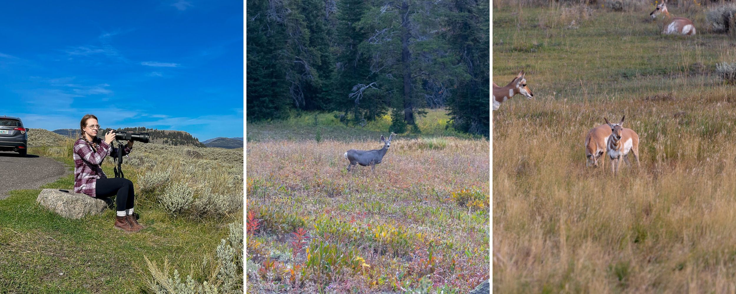Deer and Pronghorn in Lamar Valley