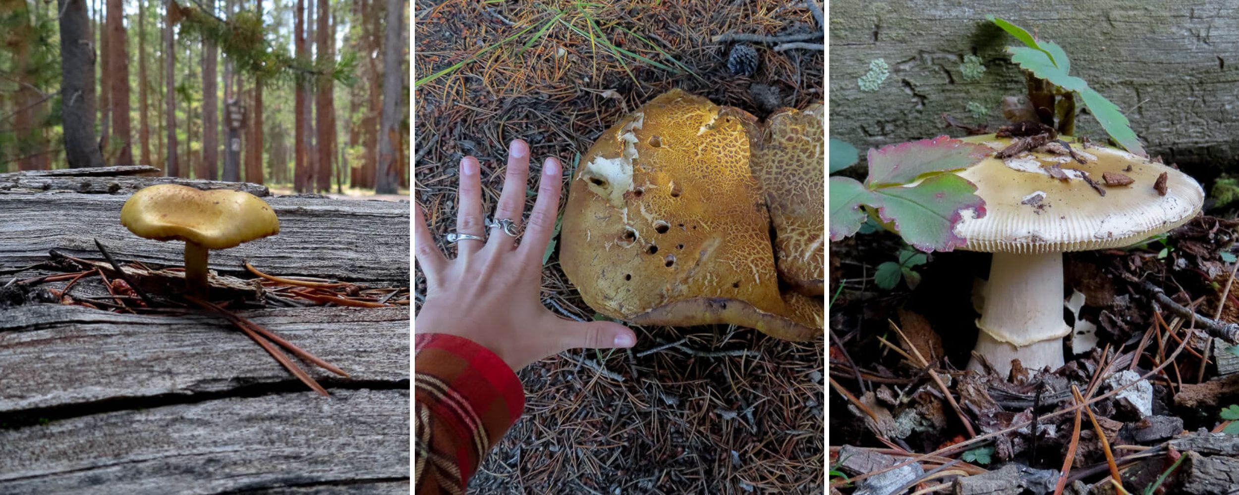 Mushrooms at Yellowstone