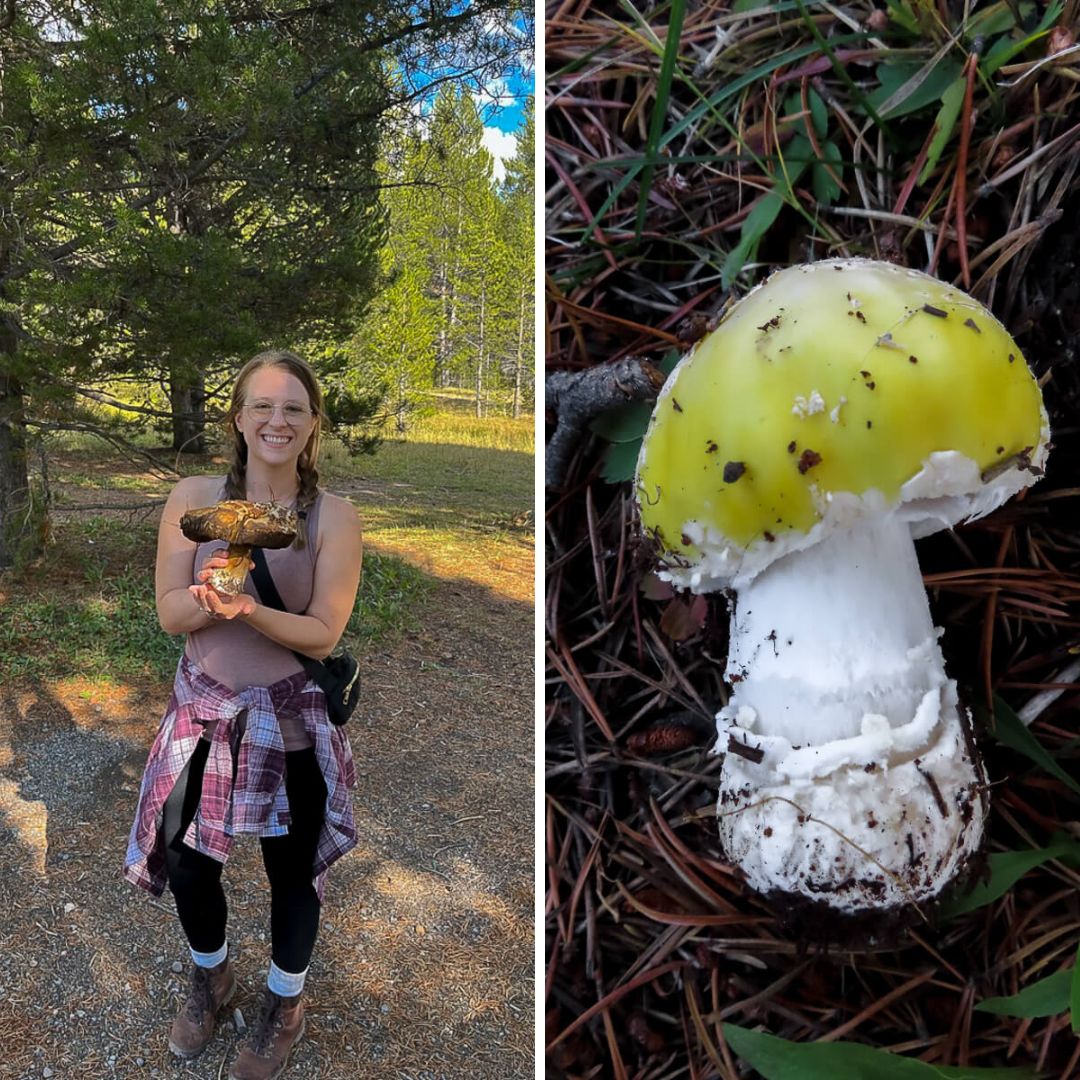 Mushrooms in Yellowstone