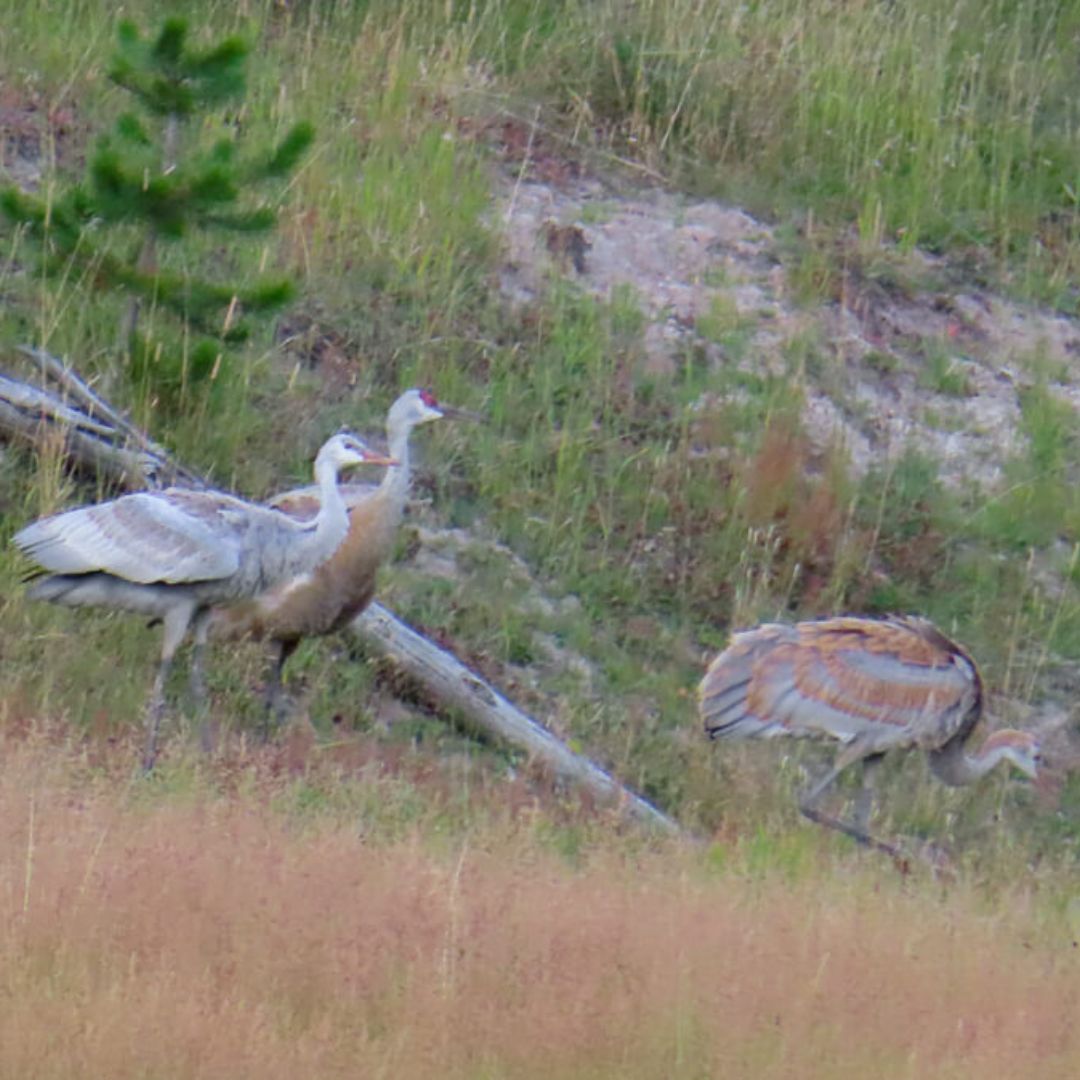 Sandhill Cranes in Yellowstone