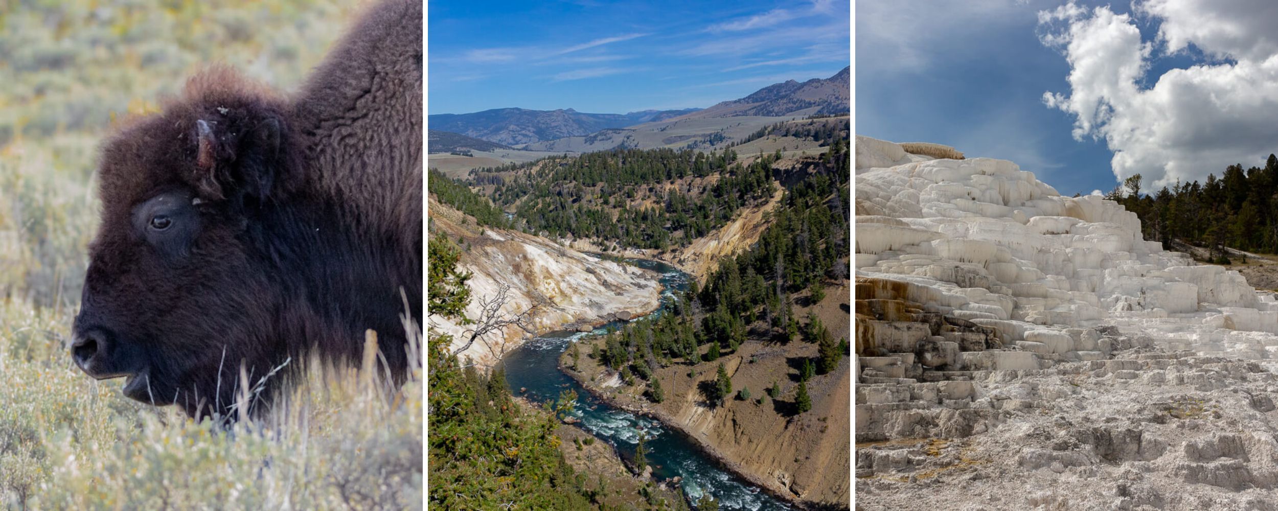 Yellowstone Bison, Calcite Springs, and Mammoth Hot Springs